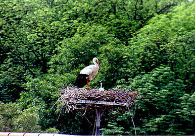 As a child, Edith considered the storks that roosted in the bell tower of the Town Hall her pets. The Germans called them dirty and chased them away. For fifty years the birds did not return. But in 1999, the storks came back to Stoclstadt, building this nest in the forest preserve. 